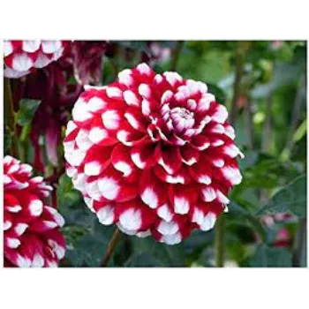 Organic Dahlia Plant Manufacturer