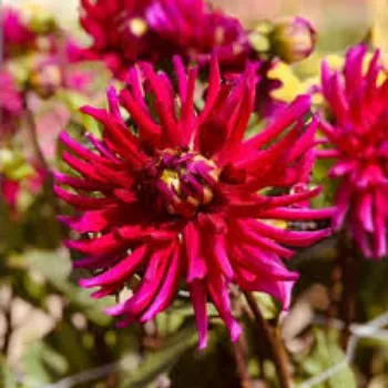 Natural Dahlia Plants