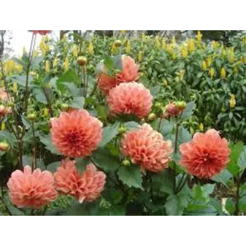 Fresh Dahlia Plant Manufacturer