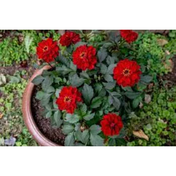 Common Dahlia Plants Manufacturer