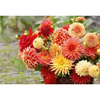 Organic Dahlia Plant Manufacturer