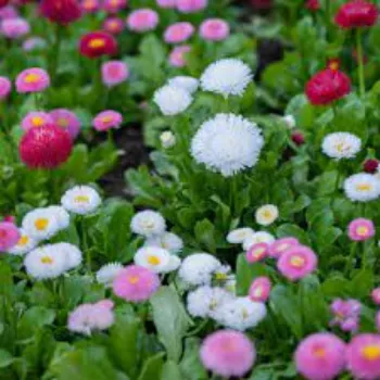 Fresh Daisy Flowers