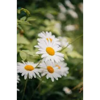 Orange Daisy Flower