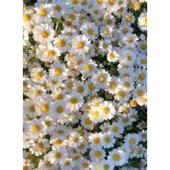 Natural Daisy Flowers