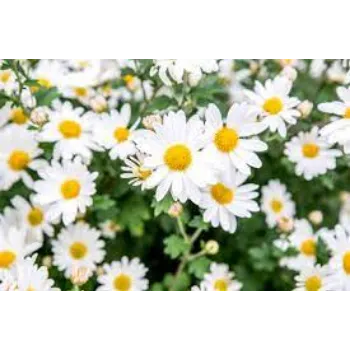 Natural Daisy Flowers