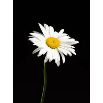 Daisy Flower