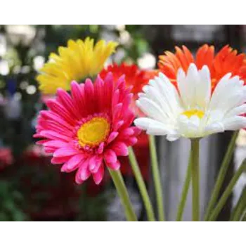 Fresh Daisy Flower