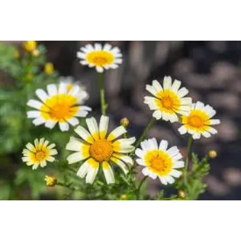 Fresh Daisy Flower Manufacturer