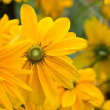 Organic Daisy Flowers Manufacturer