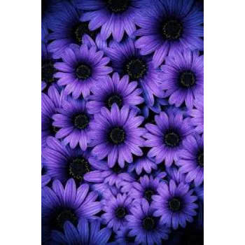 Daisy Flowers Manufacturer