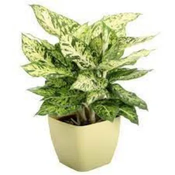 Organic Decorative Plants