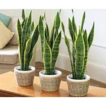 Natural Decorative Plant