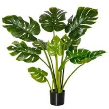 Organic Decorative Plant