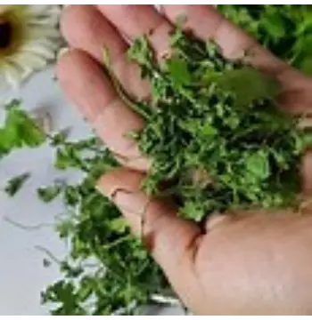 Fresh Dried Coriander Leaves