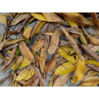 Dried Mango Leaves