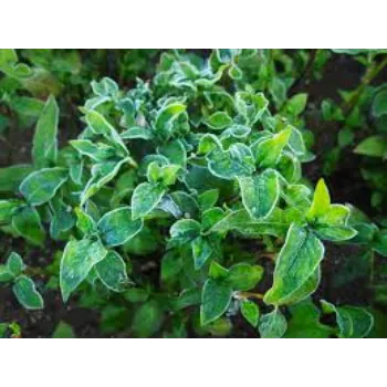 Natural Dried Indigo Leaves 