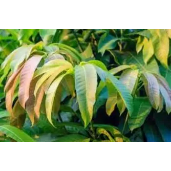 Natural Mango Leaves