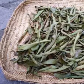 Natural Dried Mango Leaves 