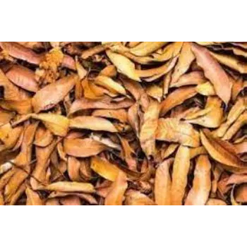 Dry Mango Leaves