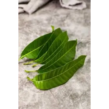 Dried Mango Leaves