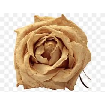 Organic Dried Rose