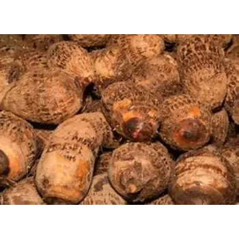 Organic Elephant Yam