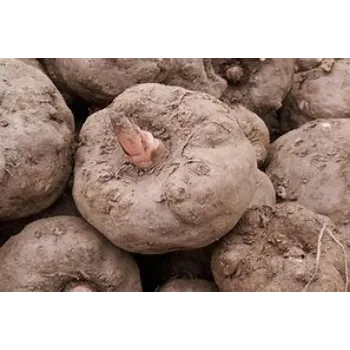 Organic Elephant Yam