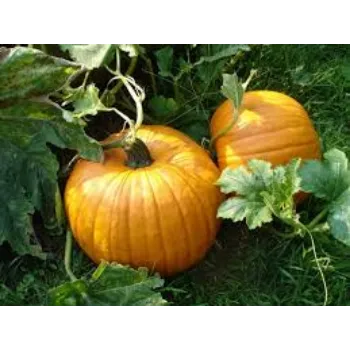 Organic Fresh Pumpkin