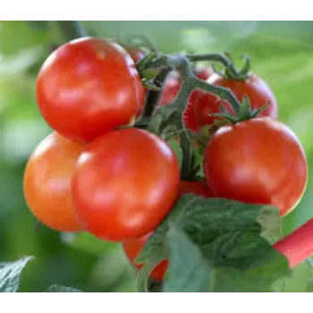 Organic Fresh Tomato