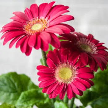  Gerbera Daisy Plant