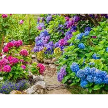 Organic Garden Flowers