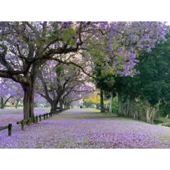 Natural Lavender Flowers