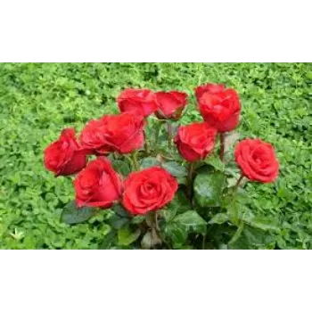 Organic Red Rose 