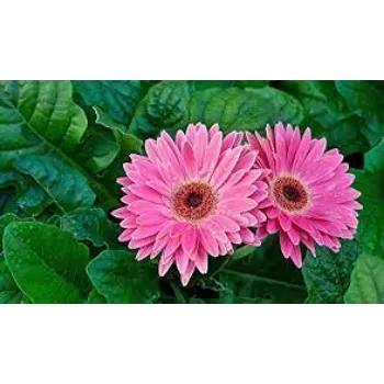 Fresh Gerbera Flowers