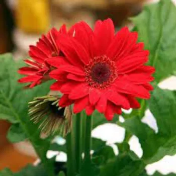 Orange Gerbera Flower Manufacturer