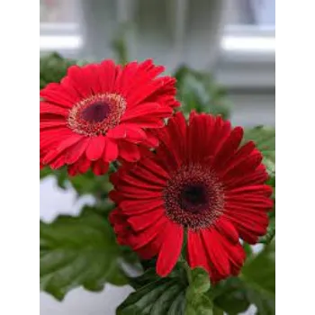 Fresh Gerbera Flower Manufacturer