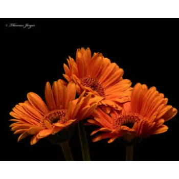 Fresh Gerbera Flowers Manufacturer