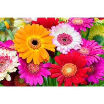 Gebera Flowers Manufacturer