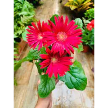 Gerbera Daisy Plant