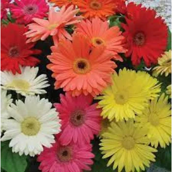 Organic Gerbera Daisy Plants