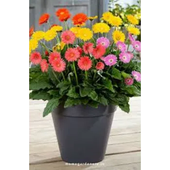 Fresh Gerbera Daisy Plant Wholesale