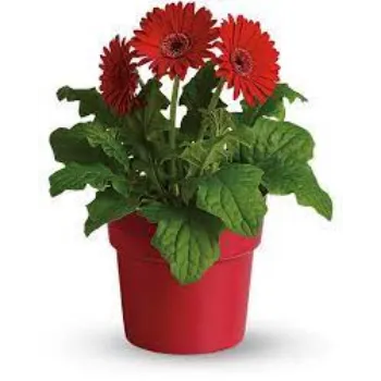 Natural Gerbera Flowers