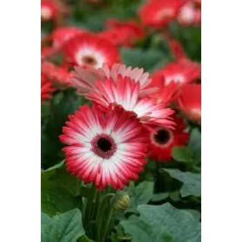 Common Gerbera Daisy Plants