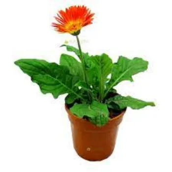 Natural Gerbera Daisy Plant Manufacturer