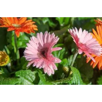 Natural Gerbera Daisy Plants