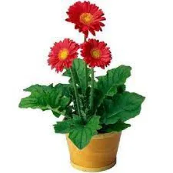 Gerbera Daisy Plant Manufacturer