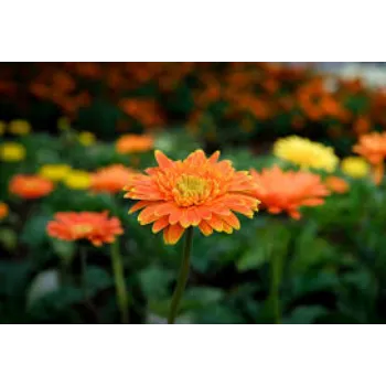 Natural Gerbera Daisy Plant Manufacturer