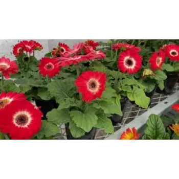 Common Gerbera Daisy Plants Manufacturer