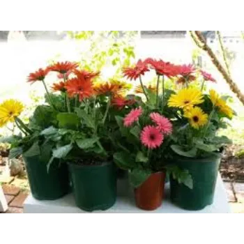 Pure Gerbera Daisy Plant Manufacturer