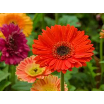 Natural Gerbera Flowers